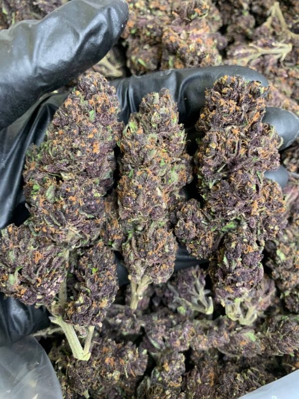 Grand Daddy Purple